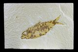 Fossil Fish (Knightia) - Wyoming #165803-1
